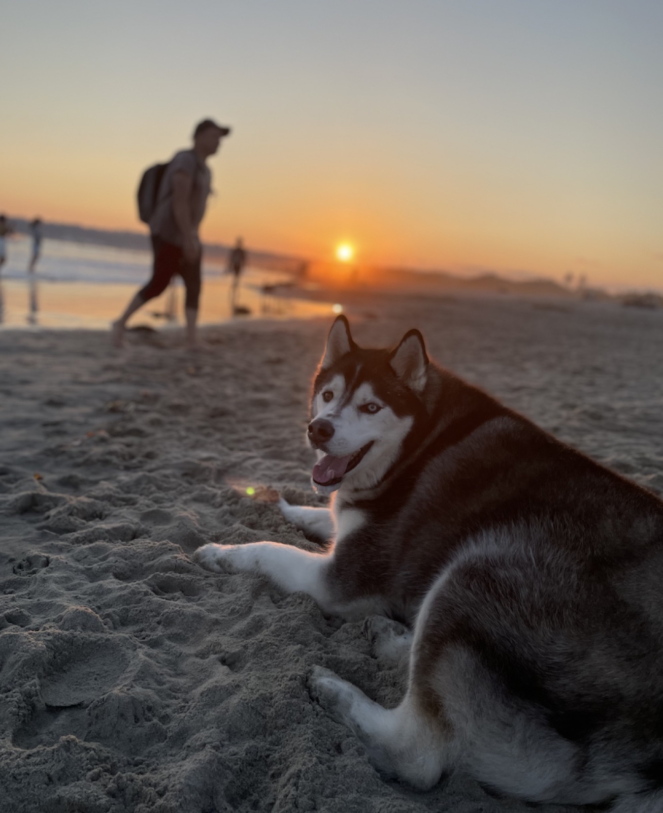 Koda lying in the sand at the water's edge, looking back over his shoulder, with the sun setting over the ocean behind him.