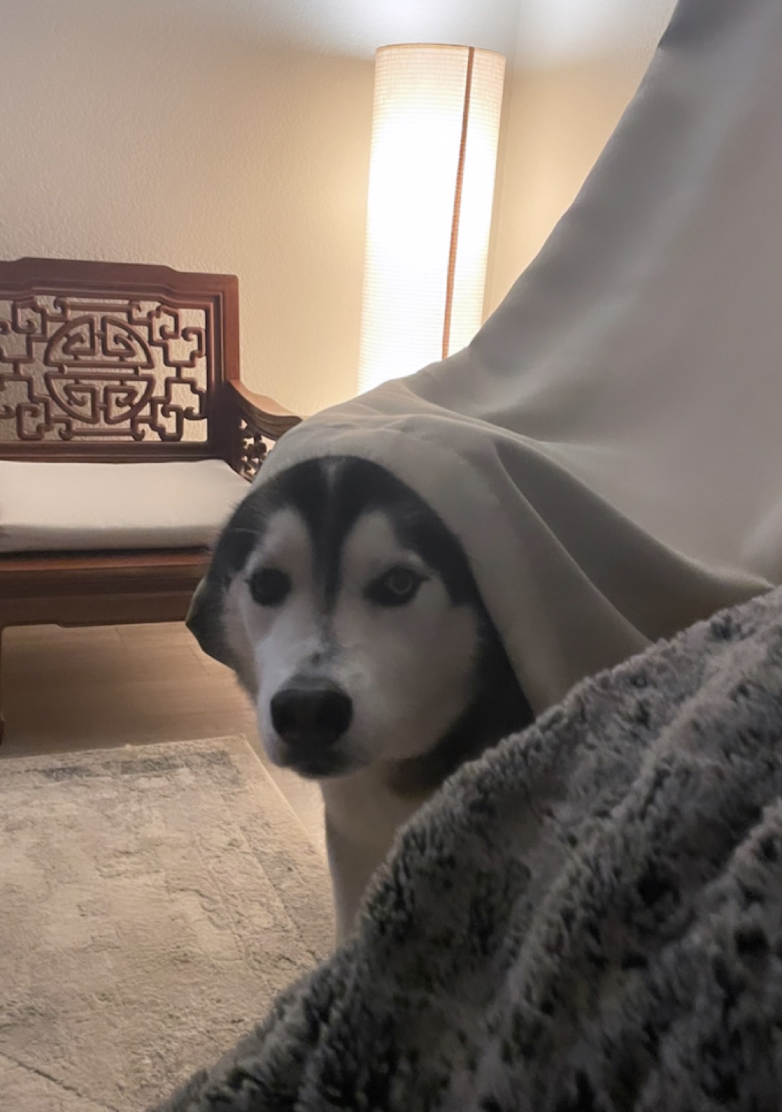 Koda peering out from underneath a draped blanket indoors, only his face visible.