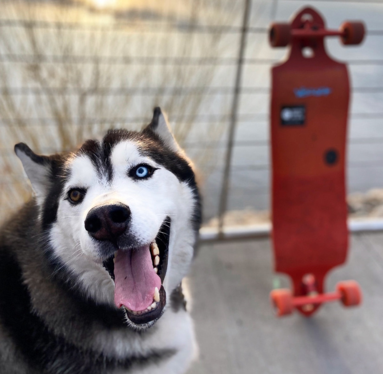 Close-up of Koda, a black and white Siberian Husky, mouth open in a grin. One eye is ice blue, the other amber. A red longboard leans against a fence behind him.