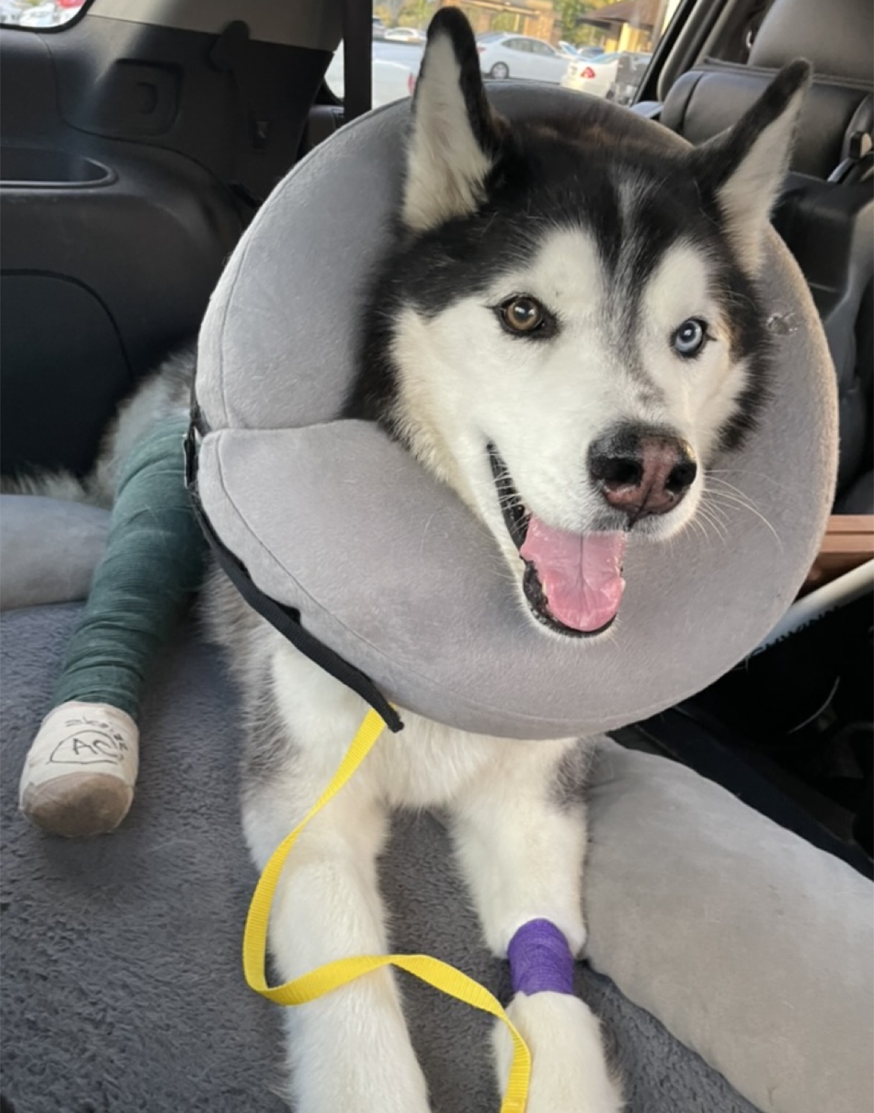 Koda in the back of a car after TPLO surgery, wearing an inflatable grey recovery collar, with a green cast on his hind leg and a purple bandage on his front paw. He is panting and looks cheerful.