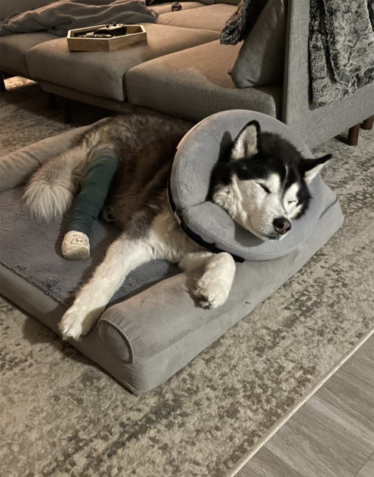 Koda asleep on an orthopaedic bed on his side, still in the inflatable collar, the green cast stretched out behind him.